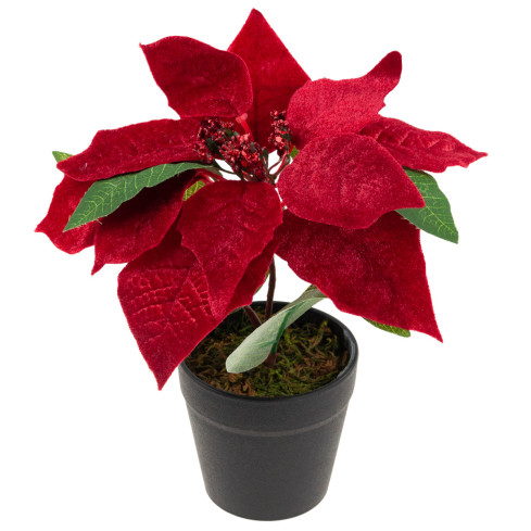 CV28962 GWIAZDA BETLEJEMSKA SZTUCZNA WELUROWA W DONICZCE POINSECJA REALISTYCZNA