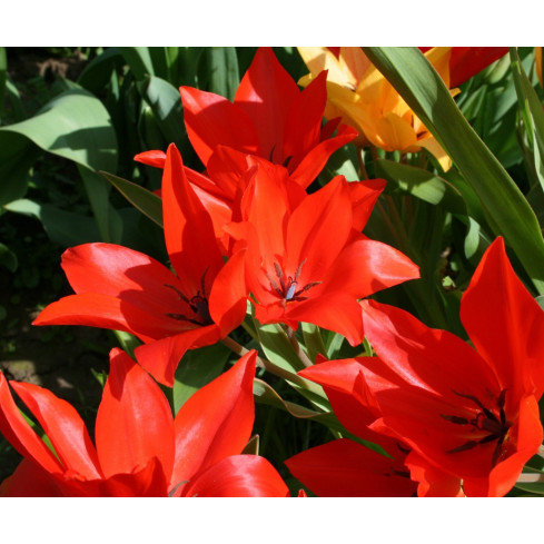 CEB6 TULIPAN CEBULKI TULIPANÓW CEBULKA KWIATÓW czerwone PRAESTANS ZWANENBURG 50SZT