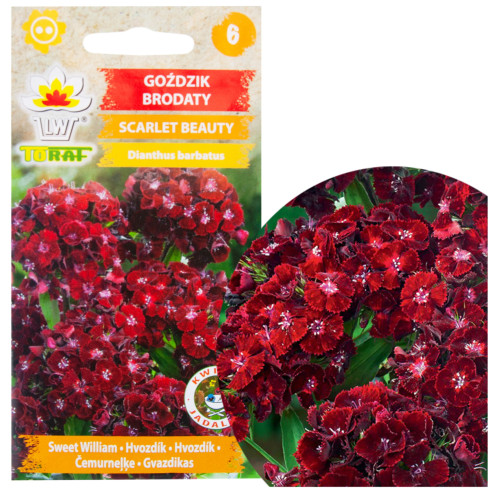 R8117 GOŹDZIK BRODATY SCARLET BEAUTY NASIONA 0,5
