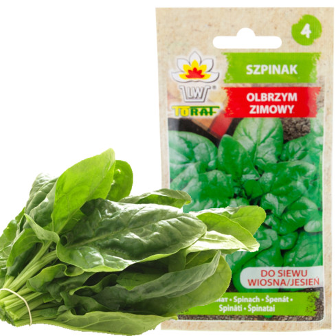 W0326 SZPINAK OLBRZYM ZIMOWY 10G NASIONA SZPINAKU OLBRZYMIEGO