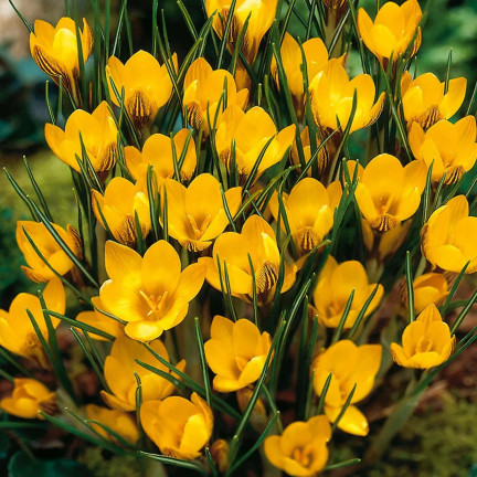 CEB18 KROKUS CEBULKI KROKUSÓW FUSCOTINCTUS CHRYSANTHUS 50szt.