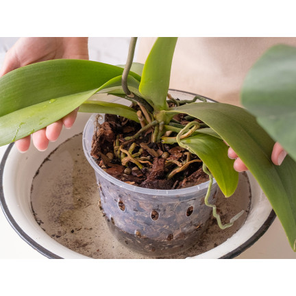 BIO8 NATURALNE PODŁOŻE ZIEMIA DO STORCZYKÓW ORCHIDEI 3L BIOVITA