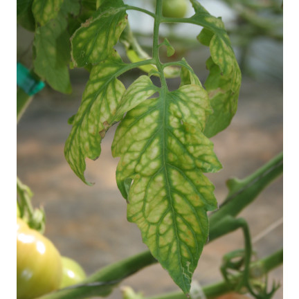 SUM41 Help Plant MG Magnez na choroby roślin, środek na niedobory magnezu 20 g Sumin