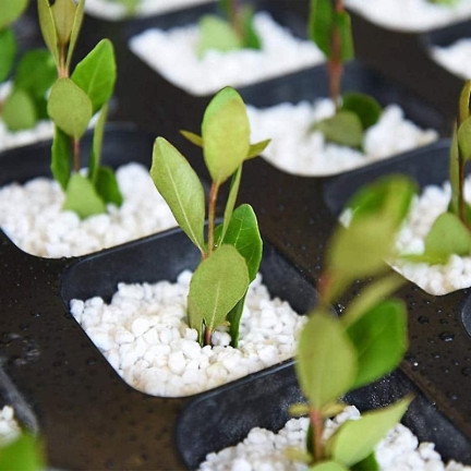 BIO2 BIOVITA PERLIT OGRODNICZY 10L NATURALNY SPULCHNIACZ DODATEK DO PODŁOŻA