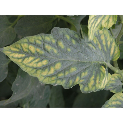 SUM41 Help Plant MG Magnez na choroby roślin, środek na niedobory magnezu 20 g Sumin