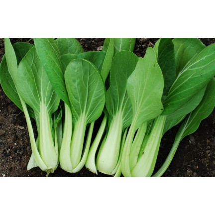 W3779 KAPUSTA PAK CHOI CHIŃSKA 1G NASIONA KAPUSTY CHIŃSKIEJ TORAF