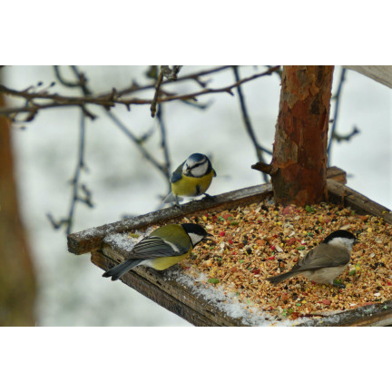 Mieszanka dla dzikich ptaków, karma całoroczna, ziarna zbóż, Turdus 1kg