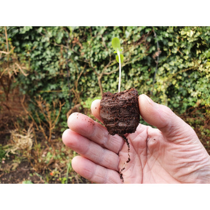 TG67344 KRĄŻKI KOKOSOWE TORFOWE PODŁOŻE DO KIEŁKOWANIA KLONOWANIA WYSIEWU 20SZT 3,5cm