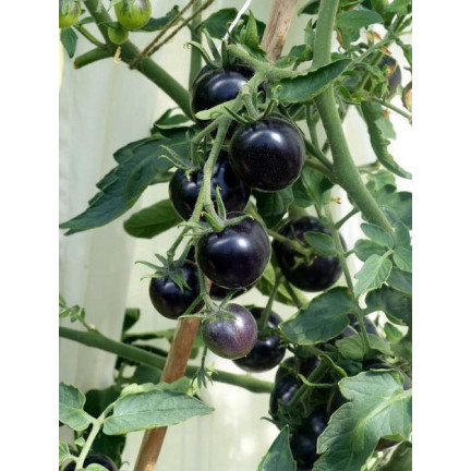 W6830 POMIDOR GRUNTOWY WYSOKI BLACKBALL NASIONA 0,3G ODMIANA ŚREDNIOPÓŹNA