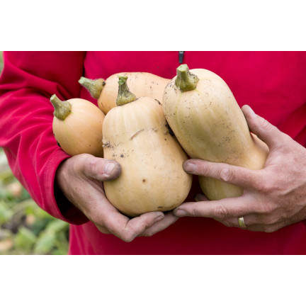 Z3036 Nasiona Dyni DYNIA PIŻMOWA BUTTERNUT nasiona warzyw BEZWŁÓKNISTA