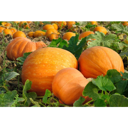 W1038 DYNIA OLBRZYMIA GOLIAS CUCURBITA MAXIMA NASIONA DYNIA OWOCE DO 30KG 4G