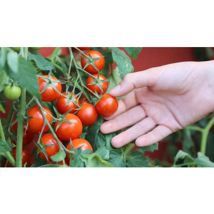W5222 POMIDOR KOKTAJLOWY BAJAJA 0,3G NASIONA POMIDORA POMIDORKI CHERRY NA BALKON