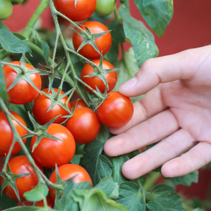 W5222 POMIDOR KOKTAJLOWY BAJAJA 0,3G NASIONA POMIDORA POMIDORKI CHERRY NA BALKON