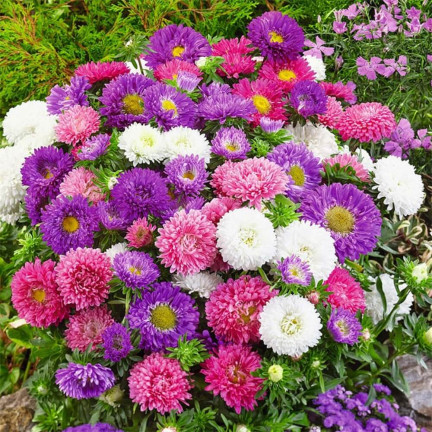 R0371 ASTER KARŁOWY MIX 1G NASIONA MIESZANKA NASION ASTRA NA RABATY