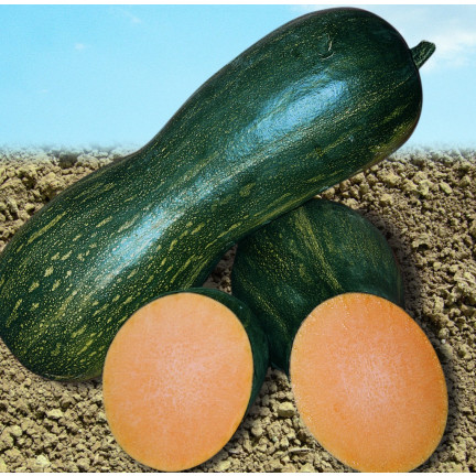 W1245 DYNIA PIŻMOWA BUTTERNUT CUCURBITA MOSCHATA NASIONA DYNI DELIKATNY SMAK 5G