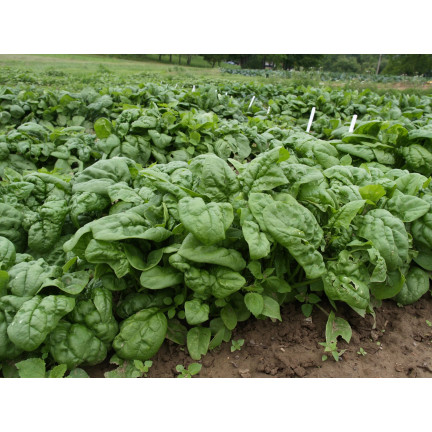 W0326 SZPINAK OLBRZYM ZIMOWY 10G NASIONA SZPINAKU OLBRZYMIEGO