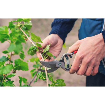 SUM28 SUMIN Multiroots ukorzeniacz, ukorzenia sadzonki cebulki roślin ozdobnych 100 ml