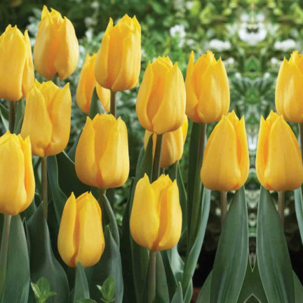 CEB7 TULIPAN YELLOW ANGEL CEBULKA CEBULKI KWIATÓW KWIATOWE 50SZT.