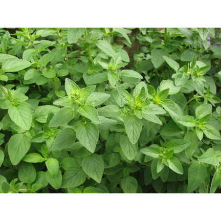 Z3026 OREGANO LEBIODKA NASIONA ZIÓŁ ZIOŁA AROMATYCZNE ZIOŁO KAŻDEJ KUCHNI 0,5G