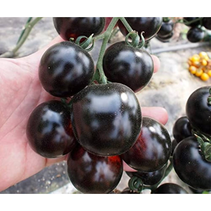 W6830 POMIDOR GRUNTOWY WYSOKI BLACKBALL NASIONA 0,3G ODMIANA ŚREDNIOPÓŹNA