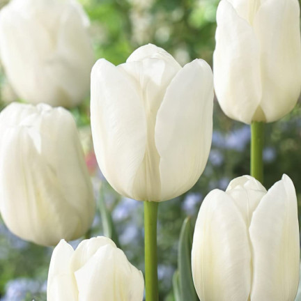 CEB17 CEBULKI KWIATÓW TULIPANÓW TULIPANY WHITE MARVEL 50szt.