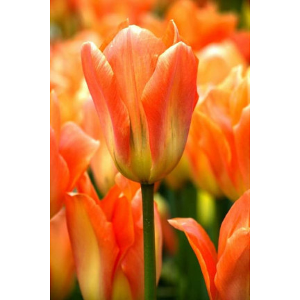 CEB13 CEBULKI KWIATÓW ORANGE BREEZE TULIPANY TULIPANÓW 50SZT.