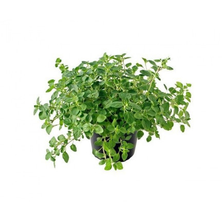 Z3026 OREGANO LEBIODKA NASIONA ZIÓŁ ZIOŁA AROMATYCZNE ZIOŁO KAŻDEJ KUCHNI 0,5G