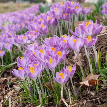 CEB10 KROKUS WIOSENNY BARR