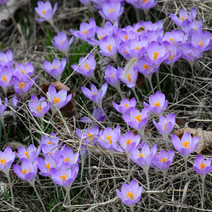 CEB10 KROKUS WIOSENNY BARR