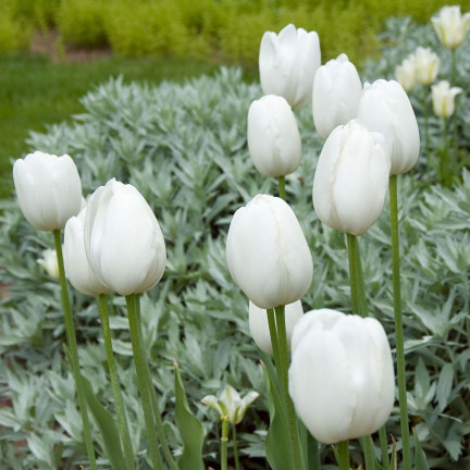 CEB17 CEBULKI KWIATÓW TULIPANÓW TULIPANY WHITE MARVEL 50szt.