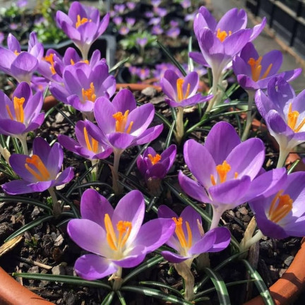 CEB10 KROKUS WIOSENNY BARR