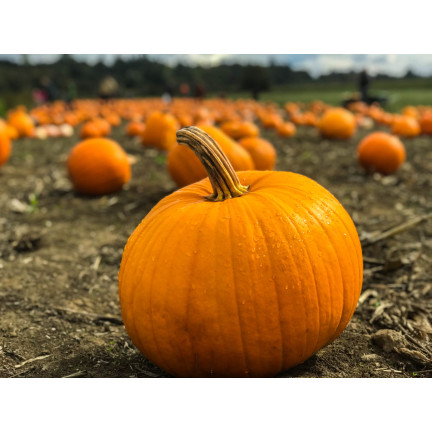 W1038 DYNIA OLBRZYMIA GOLIAS CUCURBITA MAXIMA NASIONA DYNIA OWOCE DO 30KG 4G