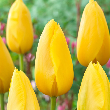 CEB7 TULIPAN YELLOW ANGEL CEBULKA CEBULKI KWIATÓW KWIATOWE 50SZT.