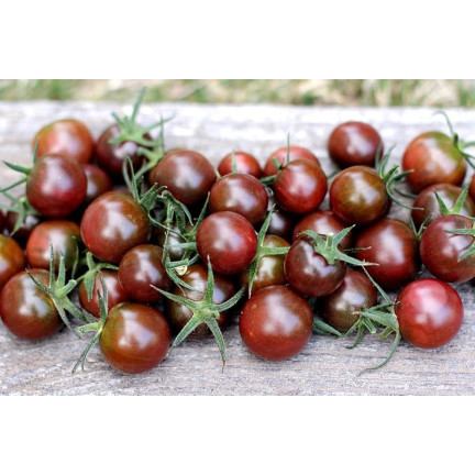 W9558 POMIDOR BLACK CHERRY KOKTAJLOWY WYSOKI GRUNTOWY 0,3G NASIONA POMIDORKI