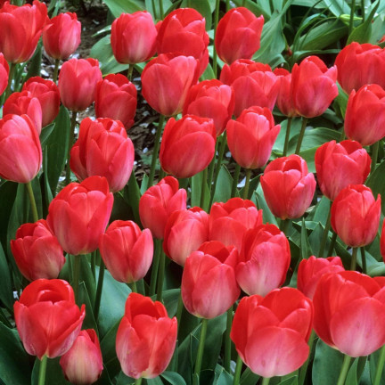 CEB16 CEBULKI KWIATÓW TULIPANÓW TULIPANY VAN EIJK 50szt.
