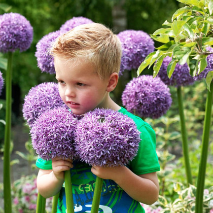 CEB22 CZOSNEK GIGANT OZDOBNY CEBULKI CZOSNKU CEBULKA KWIATÓW ALLIUM GLADIATOR 1szt. 20/+