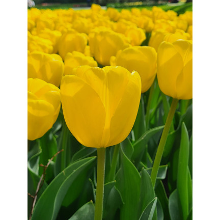 CEB7 TULIPAN YELLOW ANGEL CEBULKA CEBULKI KWIATÓW KWIATOWE 50SZT.