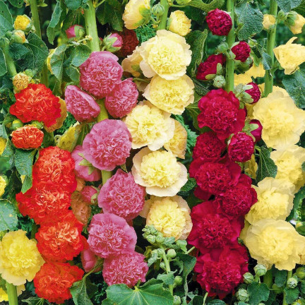 R2825 MALWA OGRODOWA PEŁNA MIX 1G NASIONA MALWY