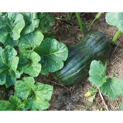 W1245 DYNIA PIŻMOWA BUTTERNUT CUCURBITA MOSCHATA NASIONA DYNI DELIKATNY SMAK 5G