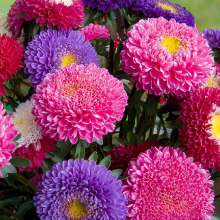 R0371 ASTER KARŁOWY MIX 1G NASIONA MIESZANKA NASION ASTRA NA RABATY