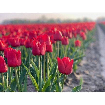 CEB12 TULIPAN CEBULKI KWIATÓW ILE DE FRANCE 50SZT.