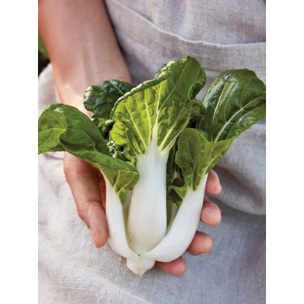 W3779 KAPUSTA PAK CHOI CHIŃSKA 1G NASIONA KAPUSTY CHIŃSKIEJ TORAF