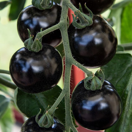 W6830 POMIDOR GRUNTOWY WYSOKI BLACKBALL NASIONA 0,3G ODMIANA ŚREDNIOPÓŹNA