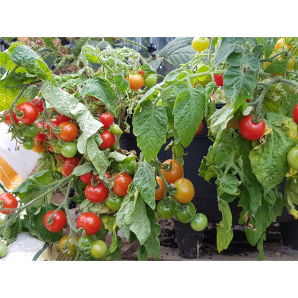 W5222 POMIDOR KOKTAJLOWY BAJAJA 0,3G NASIONA POMIDORA POMIDORKI CHERRY NA BALKON