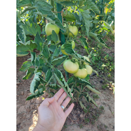 SUM38 HELP PLANT CA, płynny wapń, nawóz do drzew krzewów owoców warzyw 20ml, Sumin na niedobory