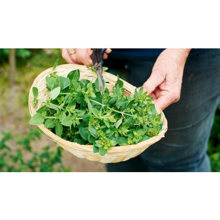 Z3026 OREGANO LEBIODKA NASIONA ZIÓŁ ZIOŁA AROMATYCZNE ZIOŁO KAŻDEJ KUCHNI 0,5G