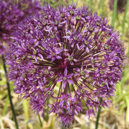 CEB21 CEBULKI KWIATÓW CZOSNEK OZDOBNY ALLIUM AFLATUNENSE 50szt.