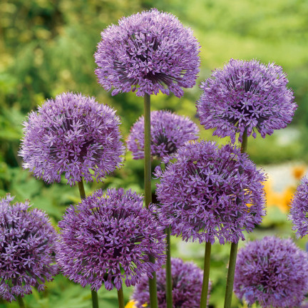 CEB21 CEBULKI KWIATÓW CZOSNEK OZDOBNY ALLIUM AFLATUNENSE 50szt.