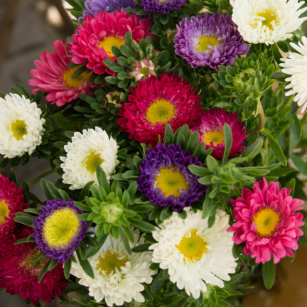 R0371 ASTER KARŁOWY MIX 1G NASIONA MIESZANKA NASION ASTRA NA RABATY
