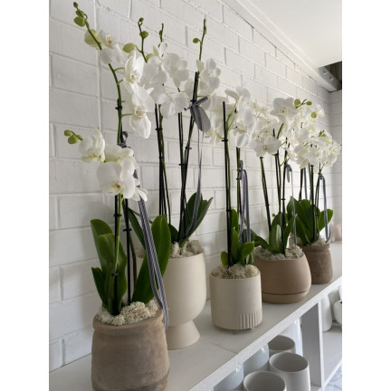 BIO8 NATURALNE PODŁOŻE ZIEMIA DO STORCZYKÓW ORCHIDEI 3L BIOVITA